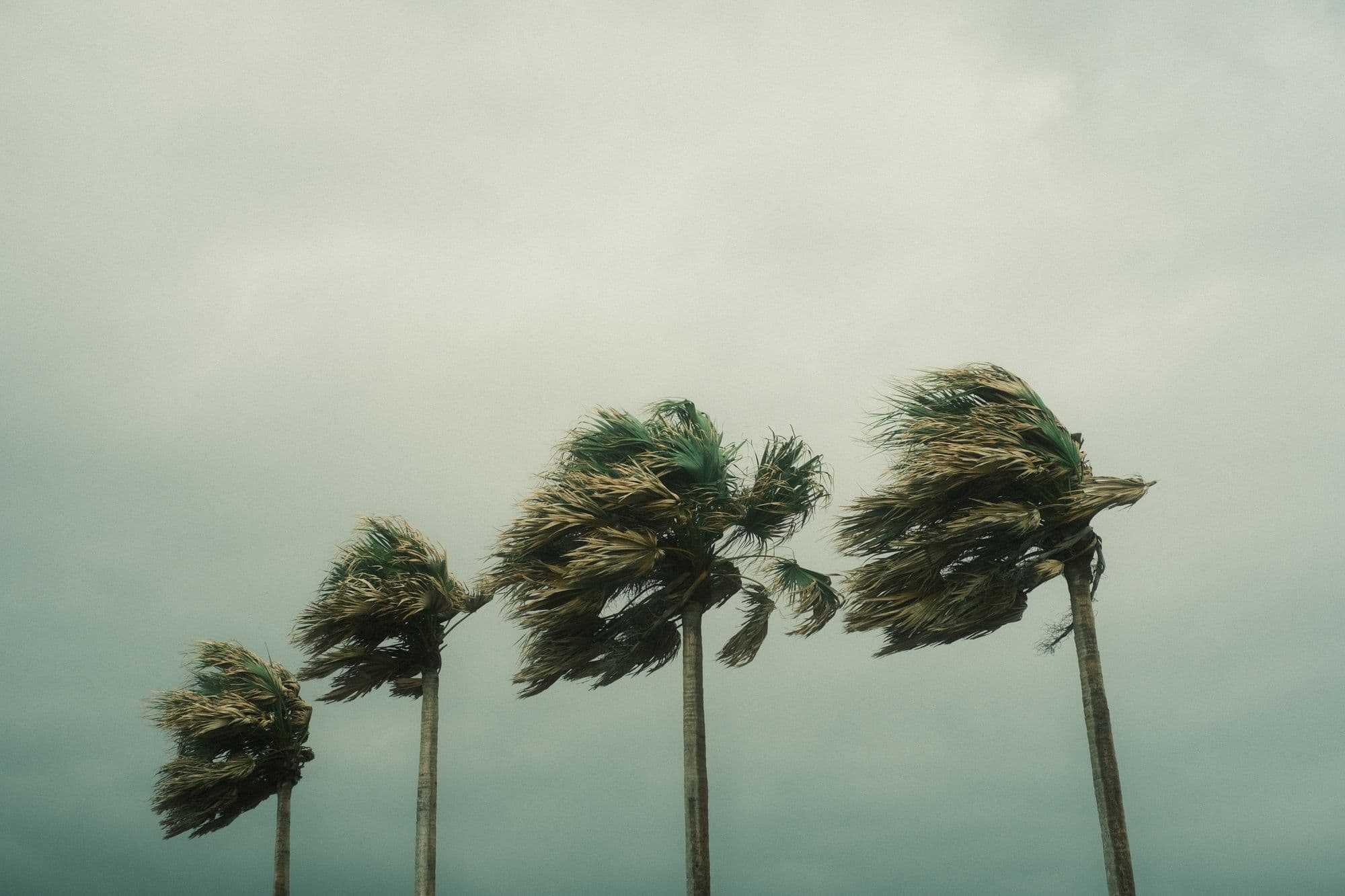 Palm trees bending in strong wind under a gray storm sky